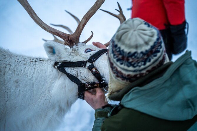 reindeer-sledding-feeding-and-sami-culture-at-reindeer-farm