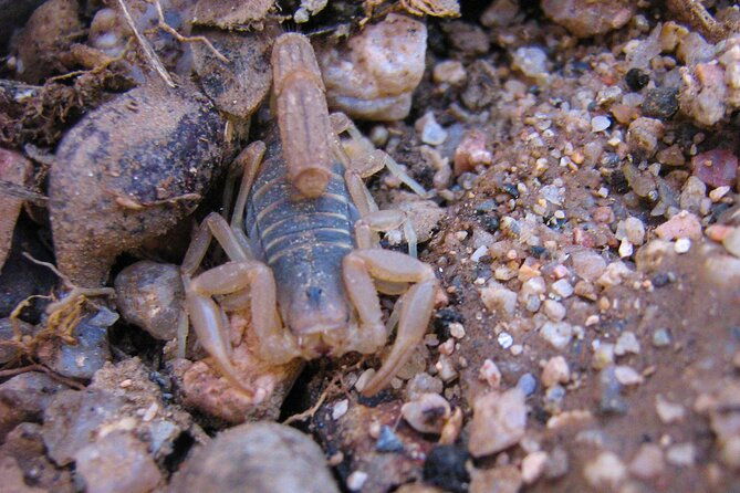 reptile-hunting-in-the-sonoran-desert