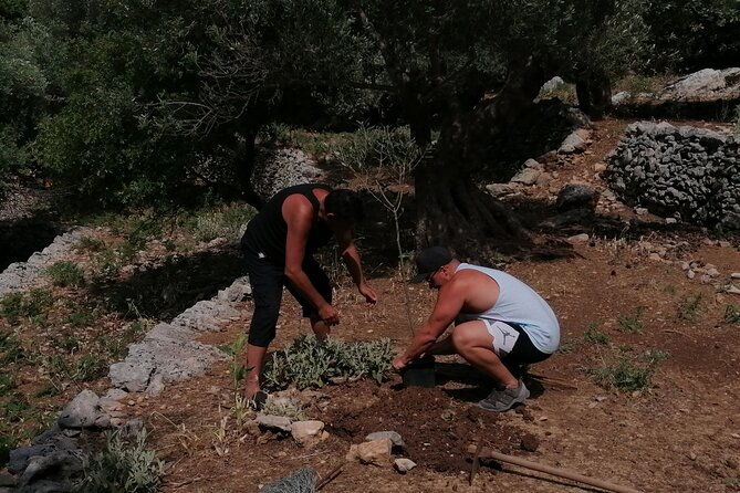 rethymnon-olive-tree-sponsorship-protect-and-plant-tour