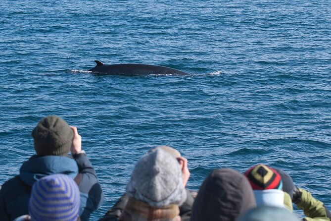 reykjavik-whales-white-water-rafting-adventure
