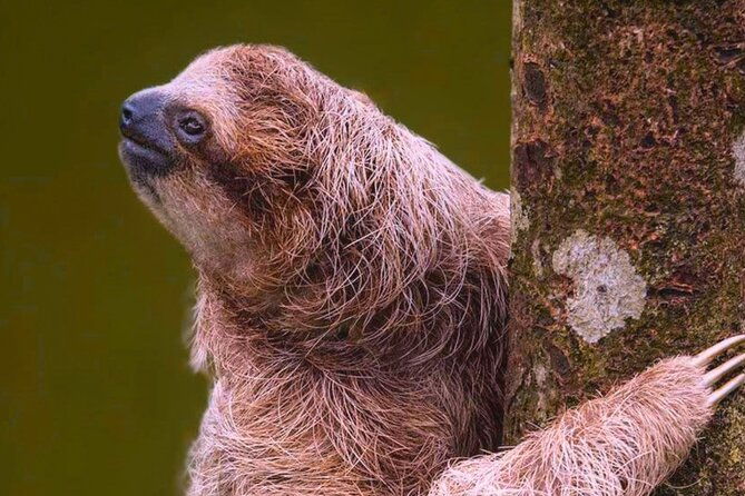 rio-celeste-expedition-discovering-natures-treasures-and-sloths