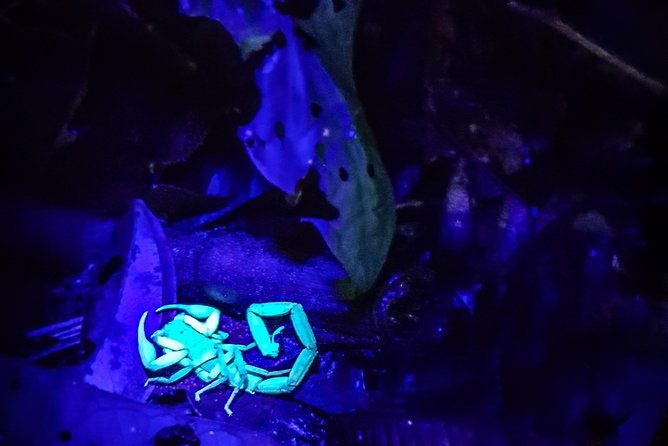 rio-celeste-nature-night-walk
