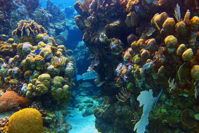roatan-1-tank-shore-dive-sloth-monkey-park-city-tour-plus-transportation