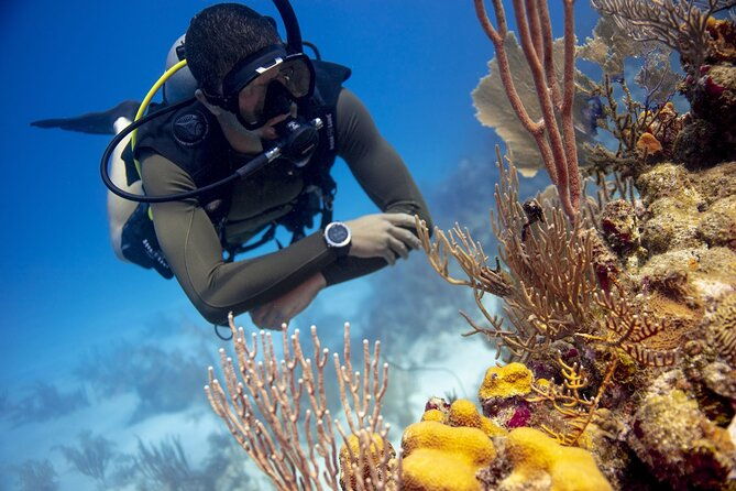 roatan-2-dive-scuba-adventure-for-certified-divers