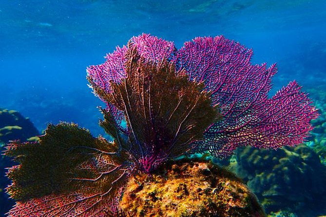 roatan-private-catamaran-shipwreck-blue-channel-and-starfish-with-transfer