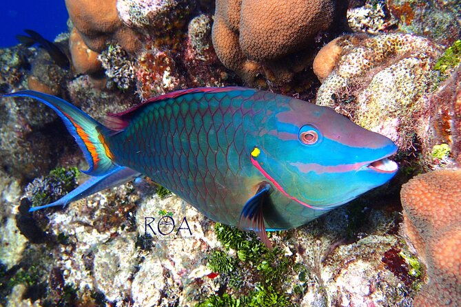 roatan-reef-snorkel-adventure