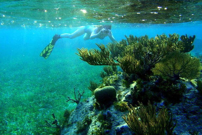 roatan-super-man-zip-line-with-wildlife-eco-park-and-snorkel