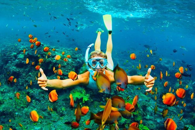 roatan-zipline-monkey-macaws-sloths-eco-park-snorkeling-transfer
