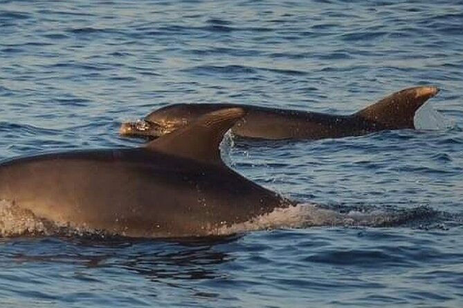 romantic-boat-trip-with-dolphin-watching