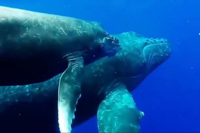 royal-humpback-whale-exploration