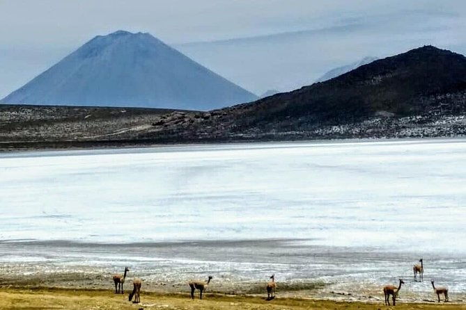 salinas-salt-lagoon-private-tour-day-trip-from-arequipa