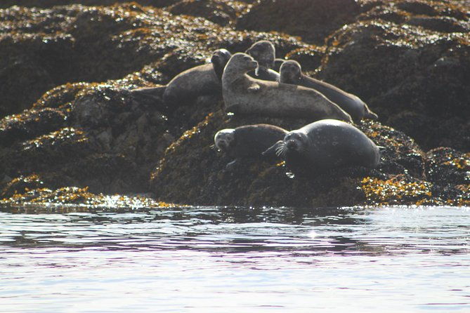 saltwater-expedition-sightseeing-wildlife-6-passenger-boat
