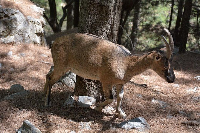 samaria-gorge-one-of-the-most-important-in-europe-from-rethymnon-2