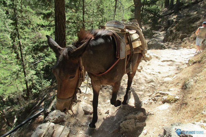 samaria-gorge-trek-full-day-excursion-from-chania
