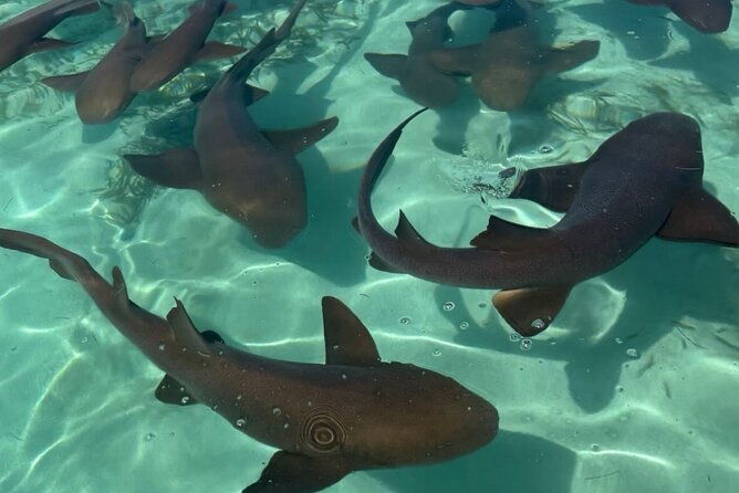 san-pedro-fun-filled-day-private-snorkeling-tour