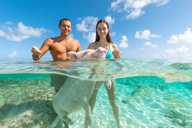 sandy-toes-bahamas-original-swimming-pigs-and-snorkeling