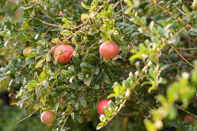 santorini-5-hour-private-oia-tour-lunch-dinner-at-a-local-farm-2
