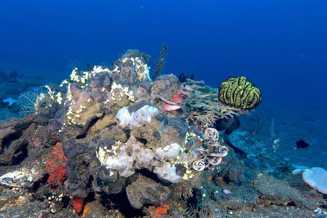 scuba-certification