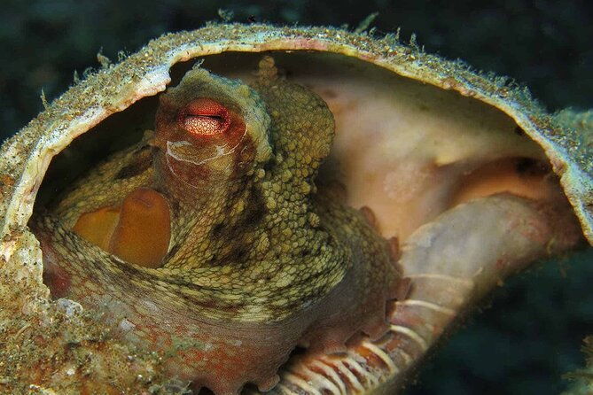 scuba-diving-experience-for-beginners-in-ponta-de-sao-lourenco