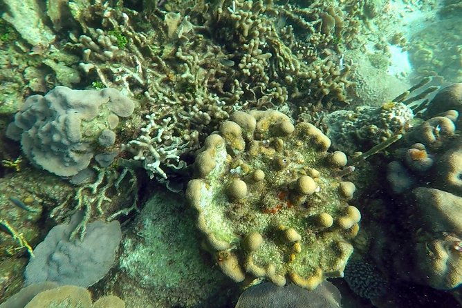 scuba-diving-in-rosario-islands