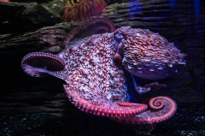 sea-life-birmingham-admission-ticket-3