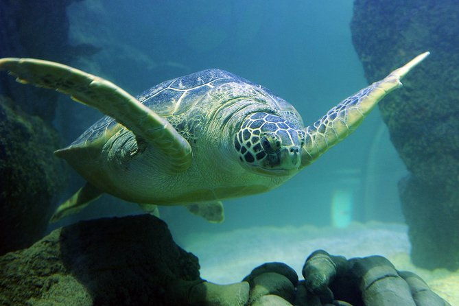 sea-life-kansas-city-aquarium-admission-ticket