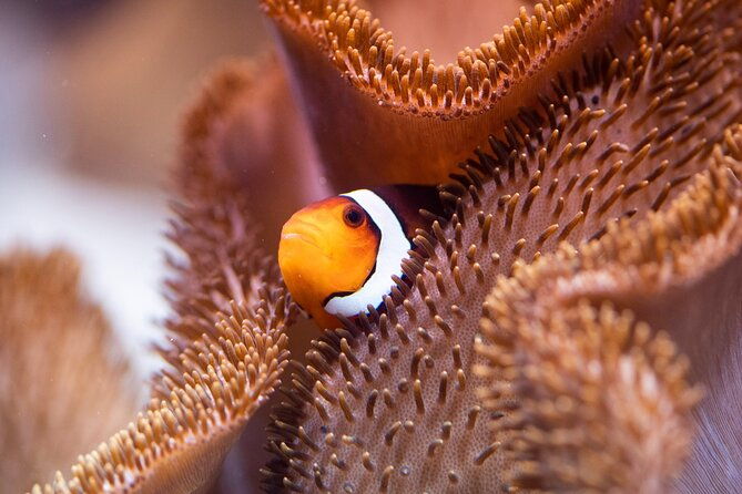 sea-life-munich-admission-ticket
