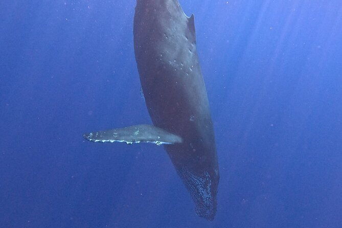 seasonal-small-group-humpback-whale-watching-in-kona