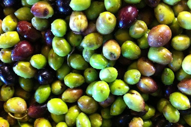 semi-private-wine-and-olive-oil-tour-transfer-lunch-incl