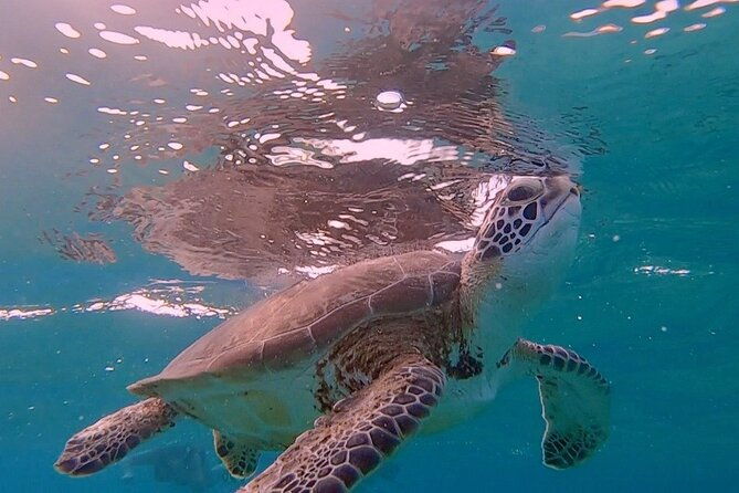 semiprivate-2-stop-snorkel-excursion-on-bonaire