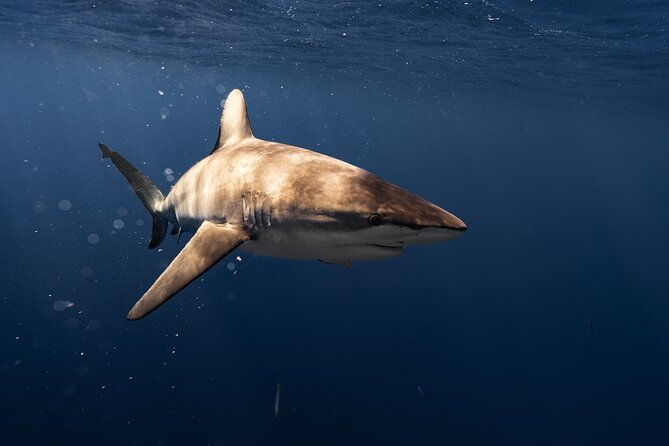 shark-diving-and-snorkeling-in-oahu-hawaii