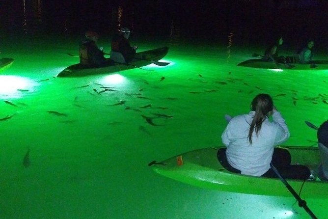 sharkeys-glass-bottom-fish-feeding-led-night-tour-st-pete-beach