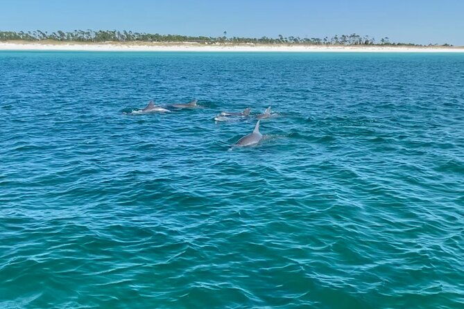 shell-island-dolphin-sightseeing-boat-tour-2