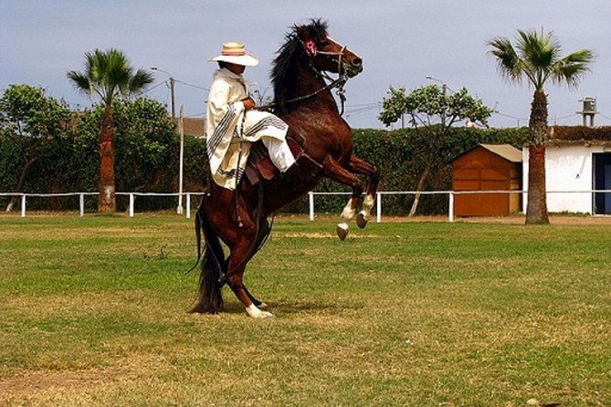 show-of-peruvian-paso-horse-marinera-with-lunch