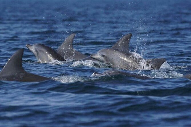 side-dolphin-island-boat-tour-with-foam-party-and-lunch-3