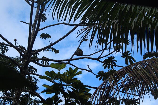 sloth-tour-and-wildlife-encounter