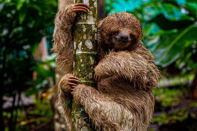 slothfrogs-hanging-bridgescoffee-chocolate-and-waterfall-tour