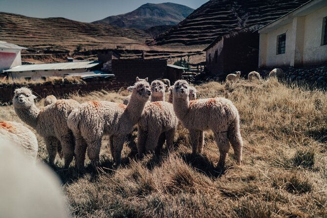 small-group-3-day-cusco-tour-to-sacred-valley-machu-picchu-rainbow-mountain