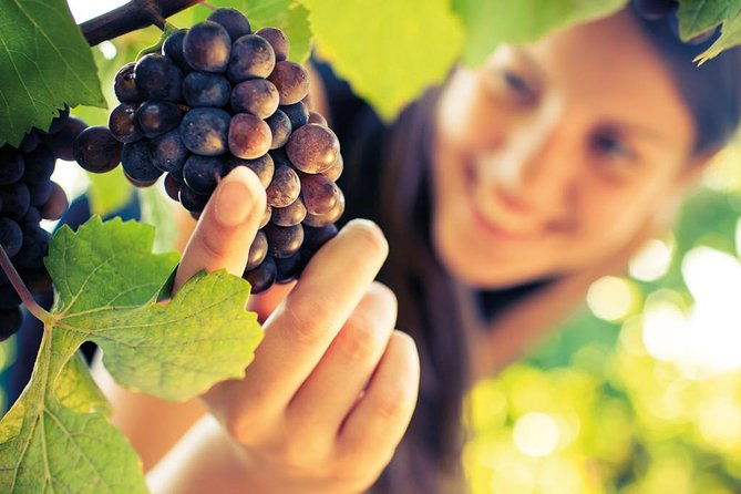 small-group-brunello-di-montalcino-wine-tour-from-siena