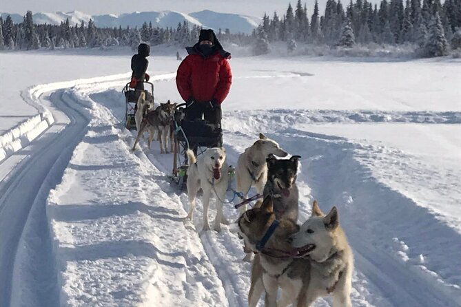 small-group-dog-sledding-experience-in-sterling