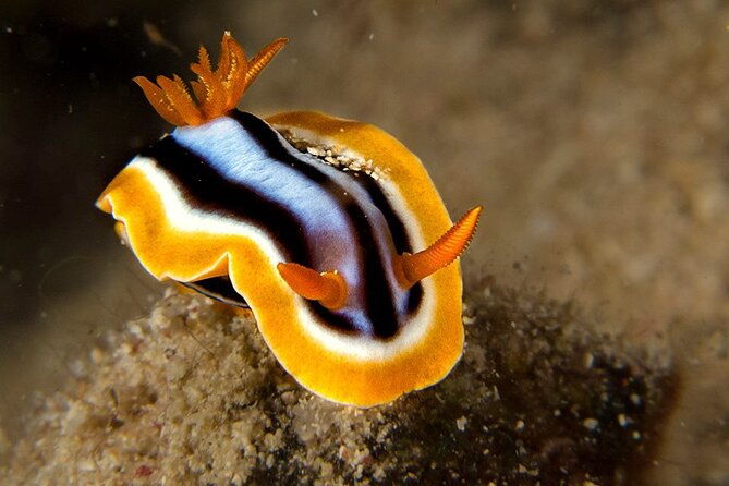 small-group-introductory-scuba-diving-in-pula