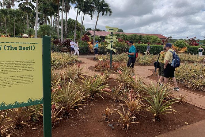 small-group-oahu-tour-dole-plantation-northshore-sunset-beach