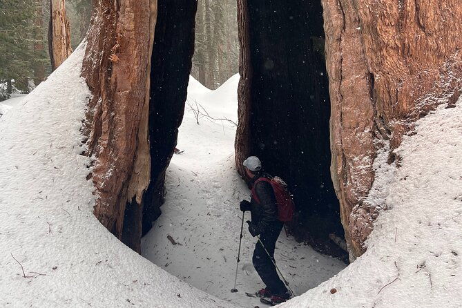 small-group-sequoia-tour-from-wuksachi-lodge-with-lunch