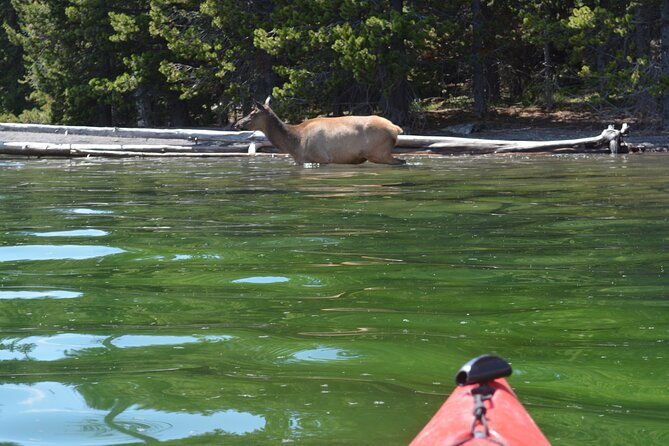 small-group-sunset-kayaking-tour-on-lake-yellowstone-2