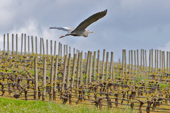 small-group-willamette-valley-wine-tour-from-portland-tasting-fees-included