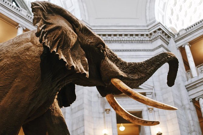 smithsonian-natural-history-american-history-semi-private-tour