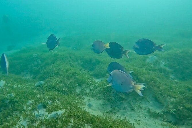 snorkel-with-turtle-in-san-juan-gopro4k-photos-videos-included