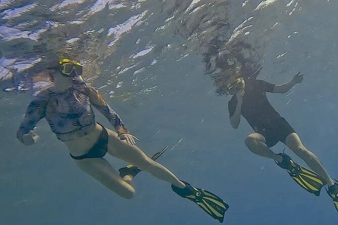 snorkel-with-turtles-see-the-flamingos
