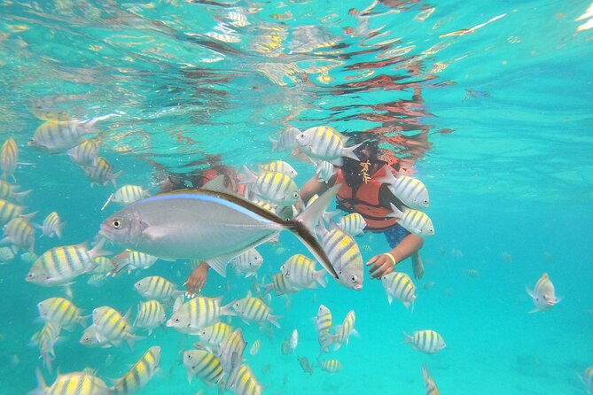 snorkeling-adventure-and-explore-catalina-island-from-punta-cana
