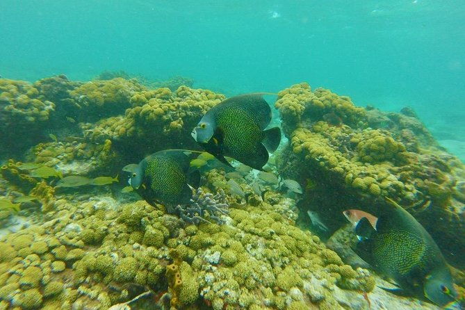 snorkeling-tour-with-light-refreshments